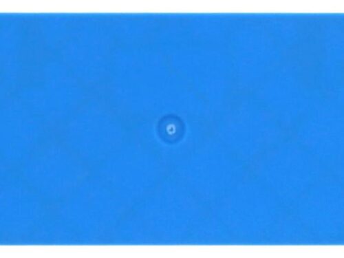 Flasque - Pour borne de raccordement push-in 4 - 6 mm² - Bleu｜Contaclip